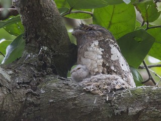  - Sri Lanka Frogmouth