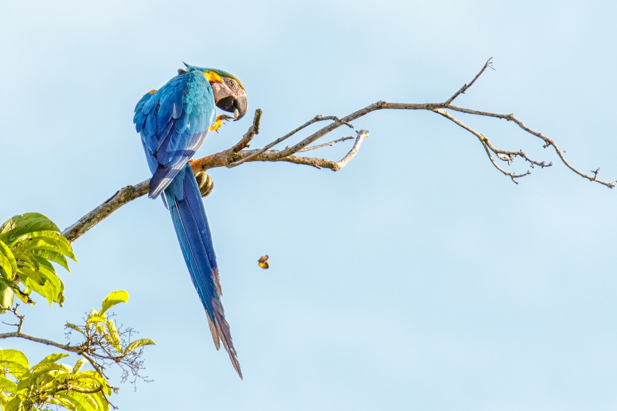 Blue-and-yellow Macaw - Kamal Mahabir