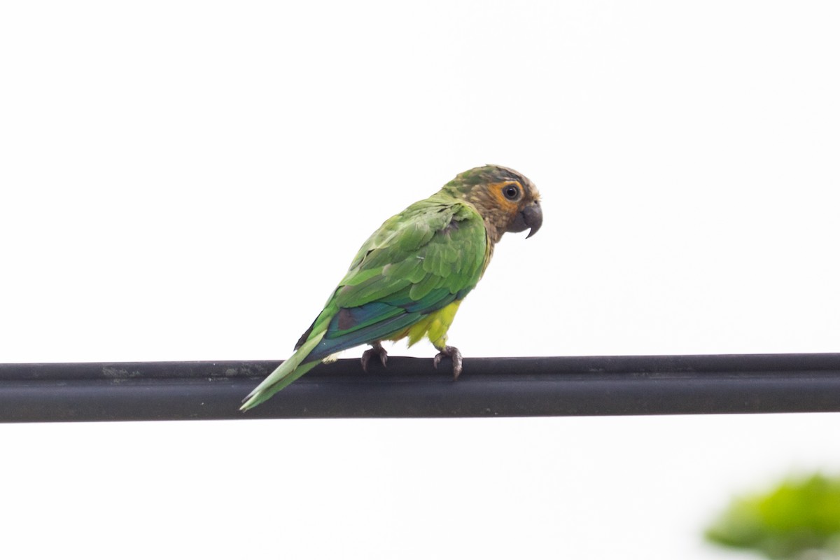 Brown-throated Parakeet - Kamal Mahabir