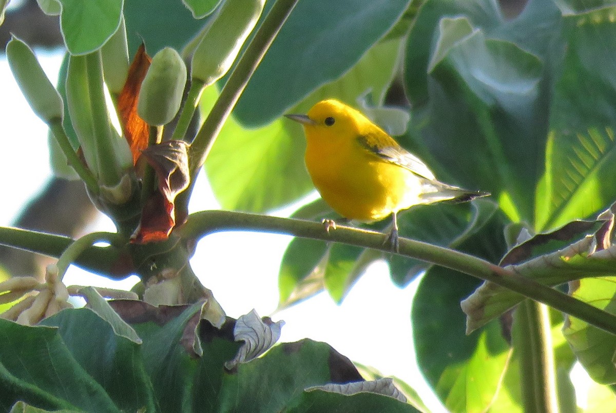 Prothonotary Warbler - ML141668761
