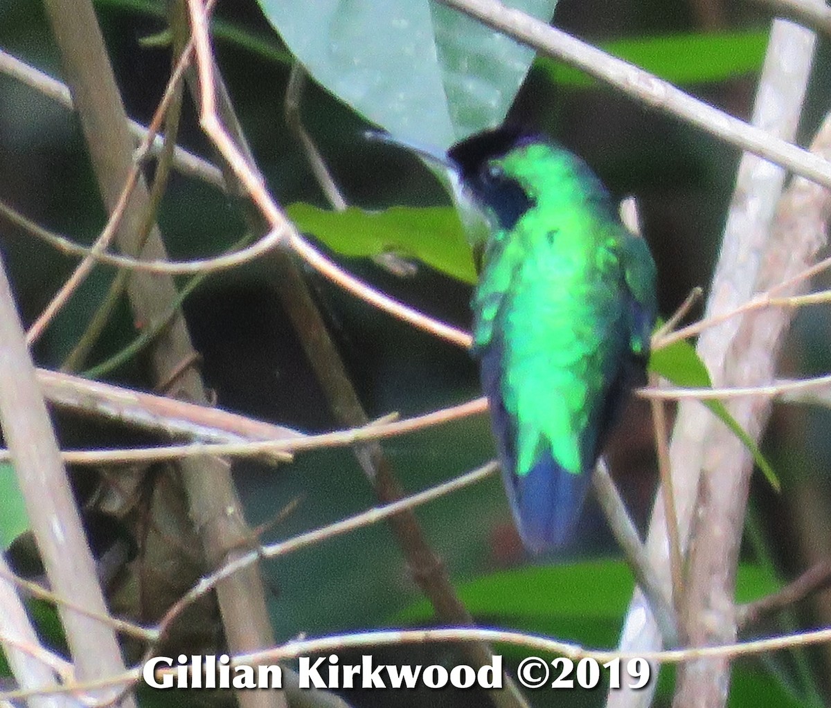 kolibřík purpurovohlavý - ML141668851
