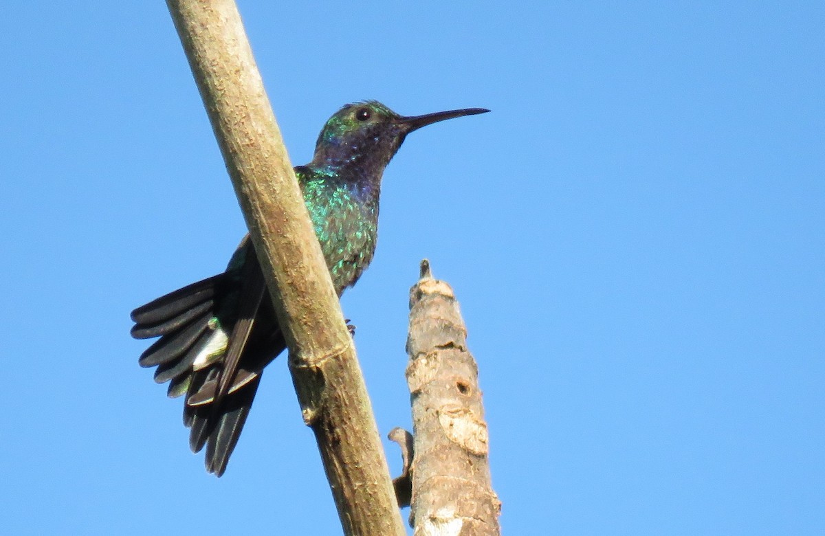 kolibřík safírovohrdlý - ML141669031