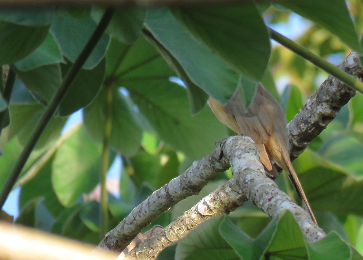 Mangrove Cuckoo - ML141669091