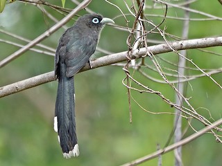 นกเต็มวัย - Arun Prabhu - ML141669131