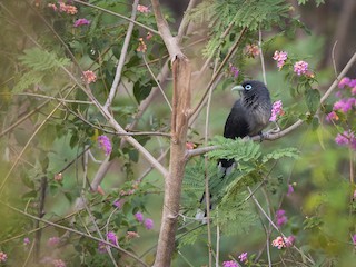 นกเต็มวัย - Sivaguru Noopuran PRS - ML141669151