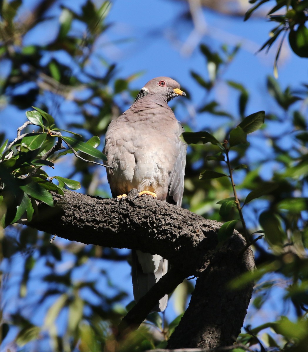 Band-tailed Pigeon - ML141669521