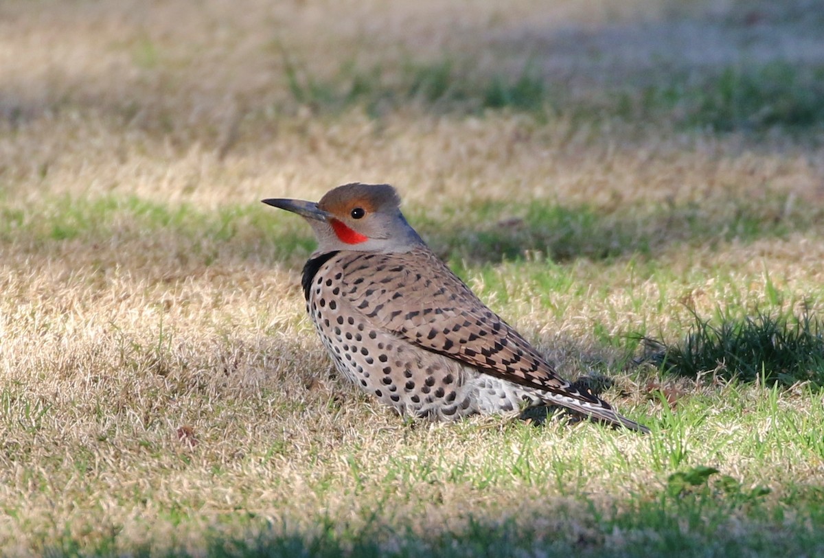 Northern Flicker (Red-shafted) - Tom Benson