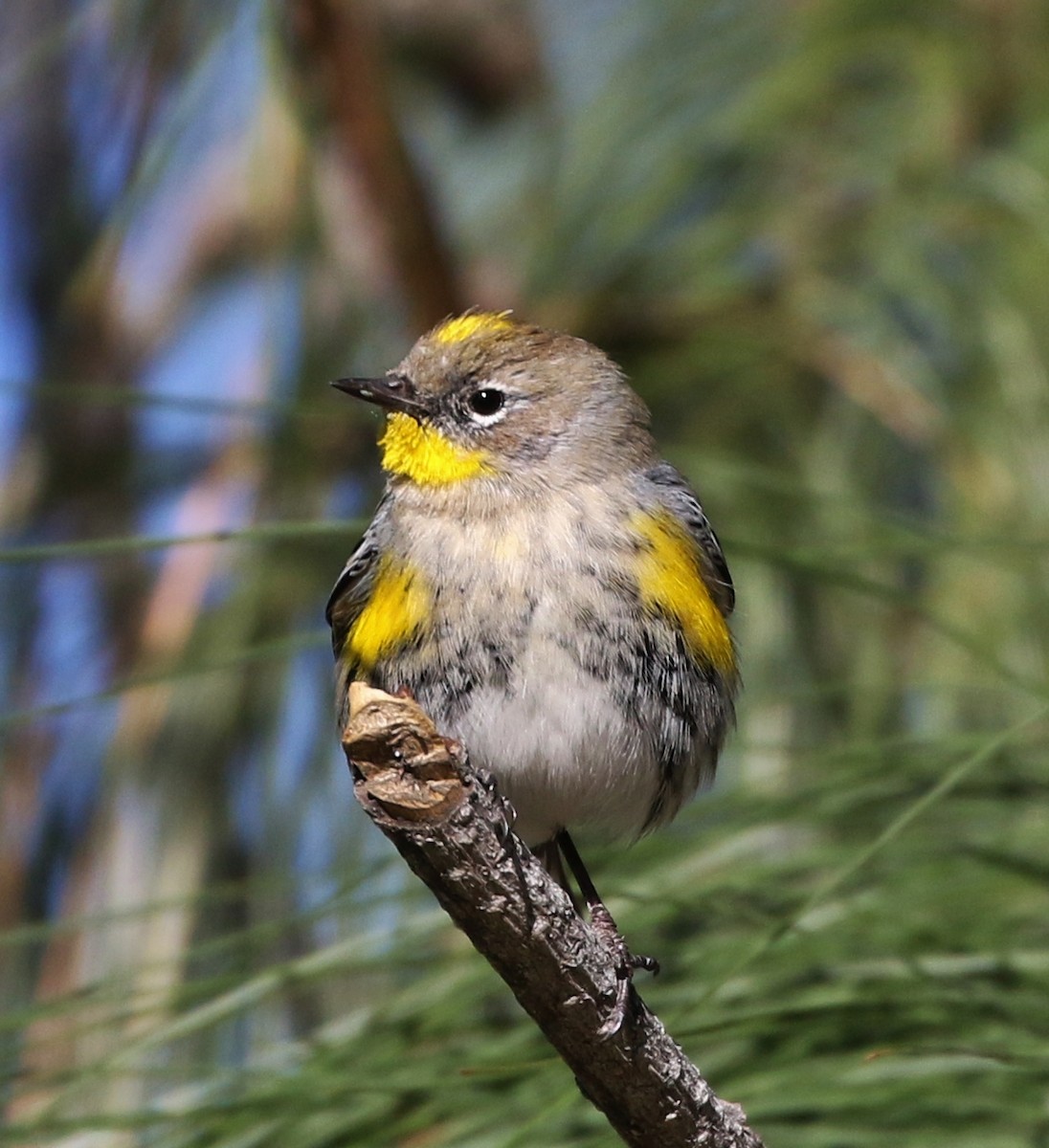 Yellow-rumped Warbler (Audubon's) - Tom Benson