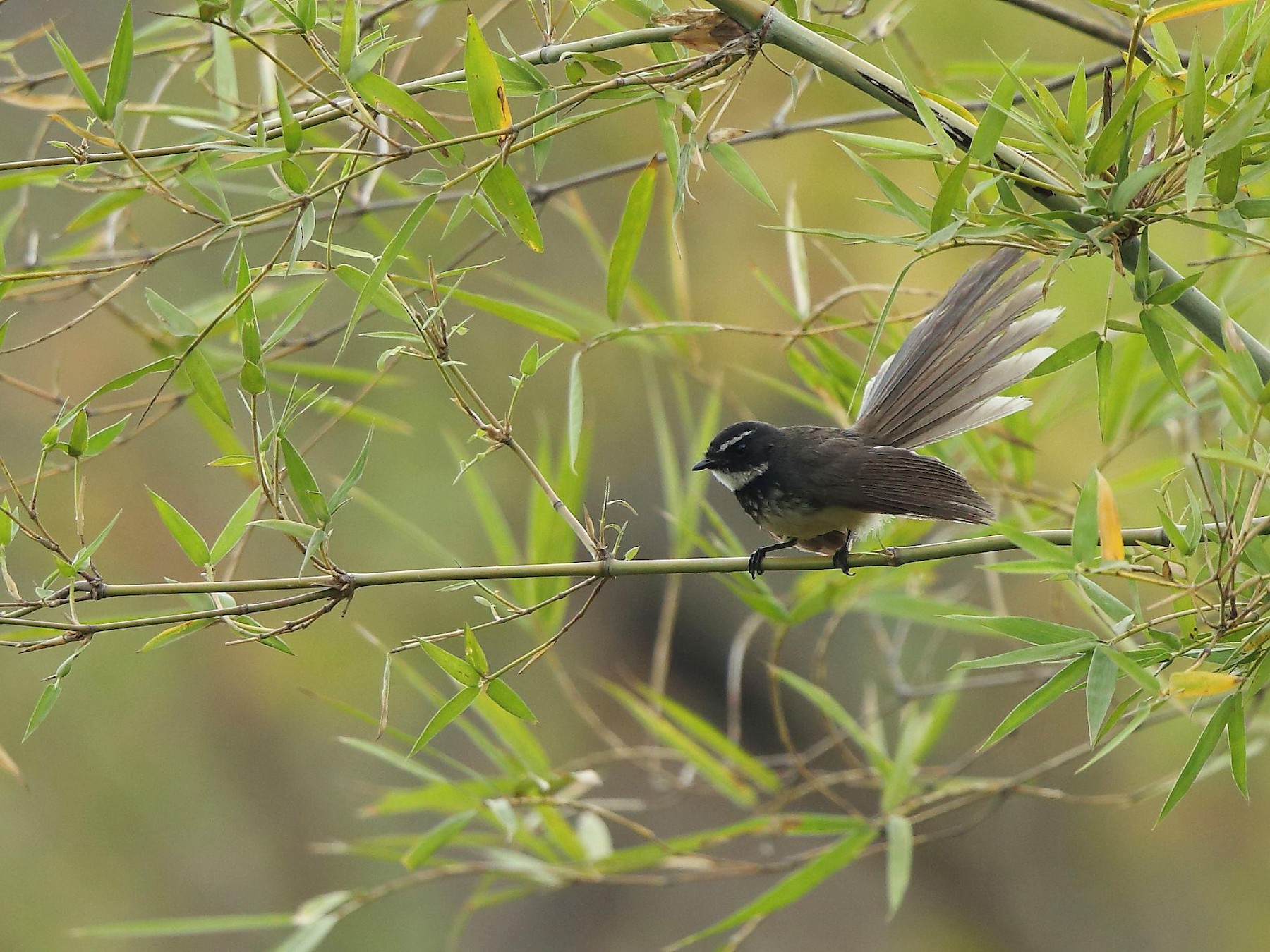 Spot-breasted Fantail - Albin Jacob
