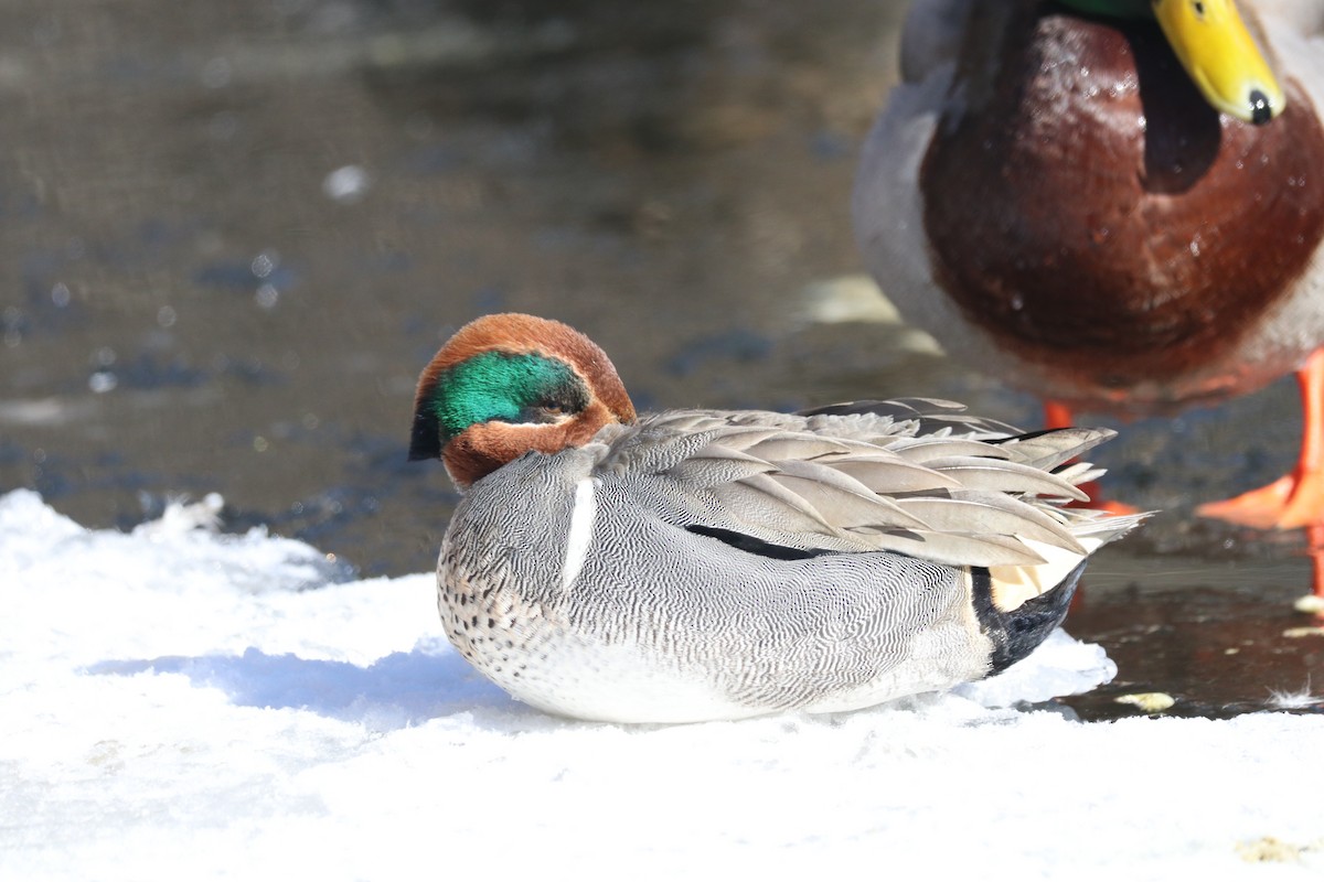 Green-winged Teal - ML141670151