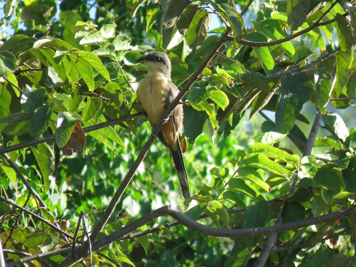 Mangrove Cuckoo - ML141670341
