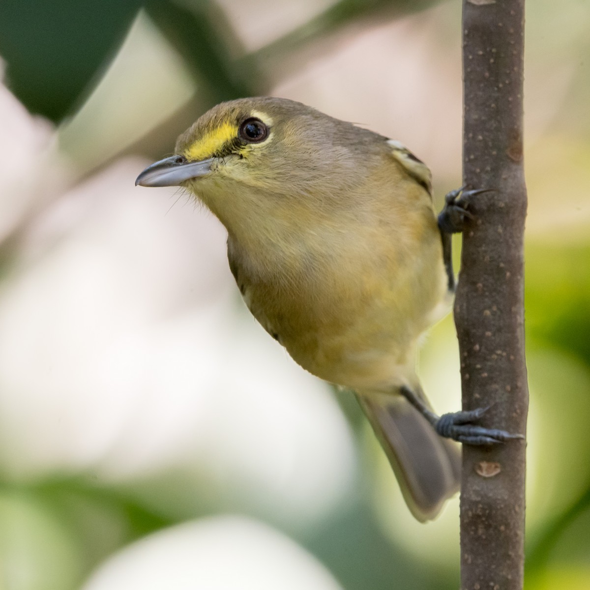 Thick-billed Vireo - ML141670731