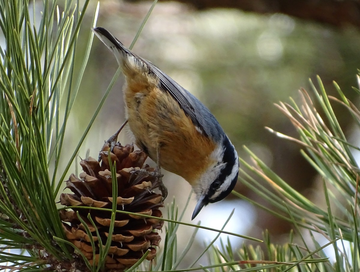 Red-breasted Nuthatch - Jim Sweeney