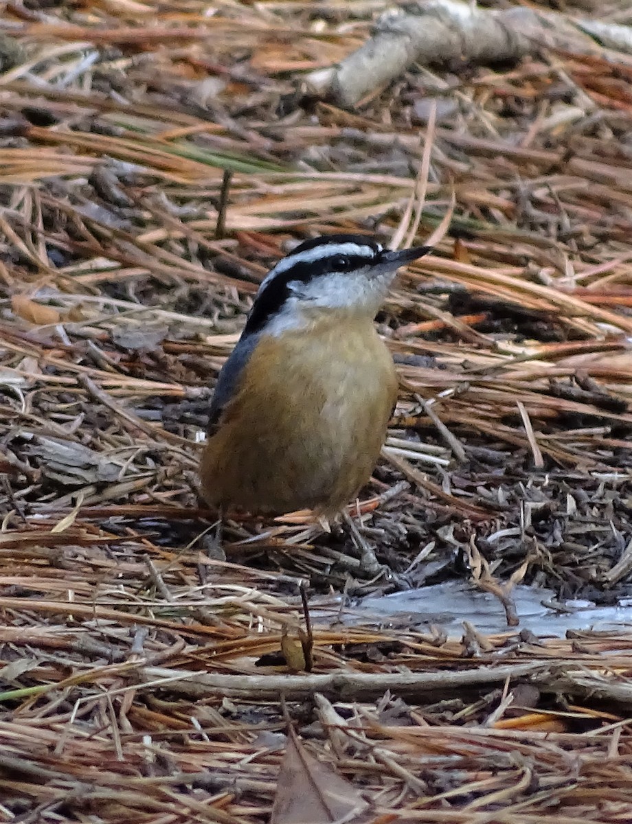 Red-breasted Nuthatch - Jim Sweeney
