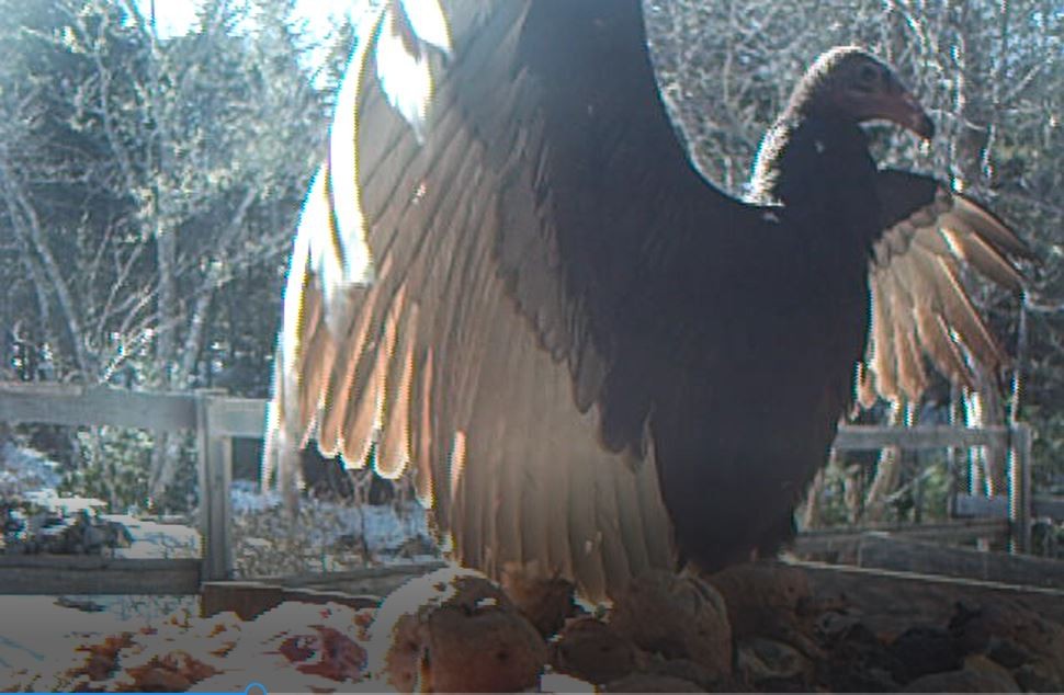 Turkey Vulture - ML141671381