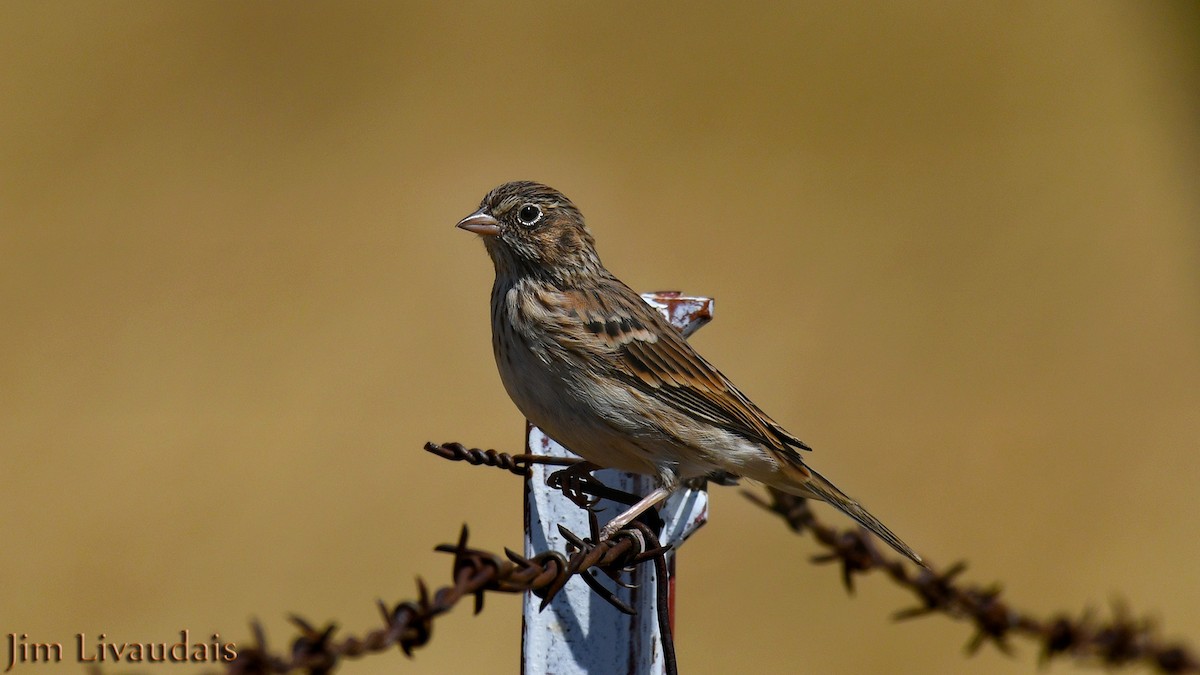 Vesper Sparrow - James Livaudais