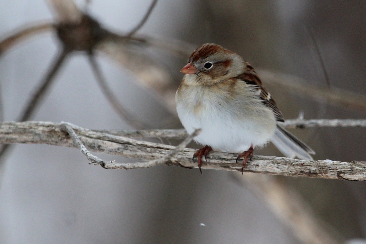Field Sparrow - Shannon K. Gordinier