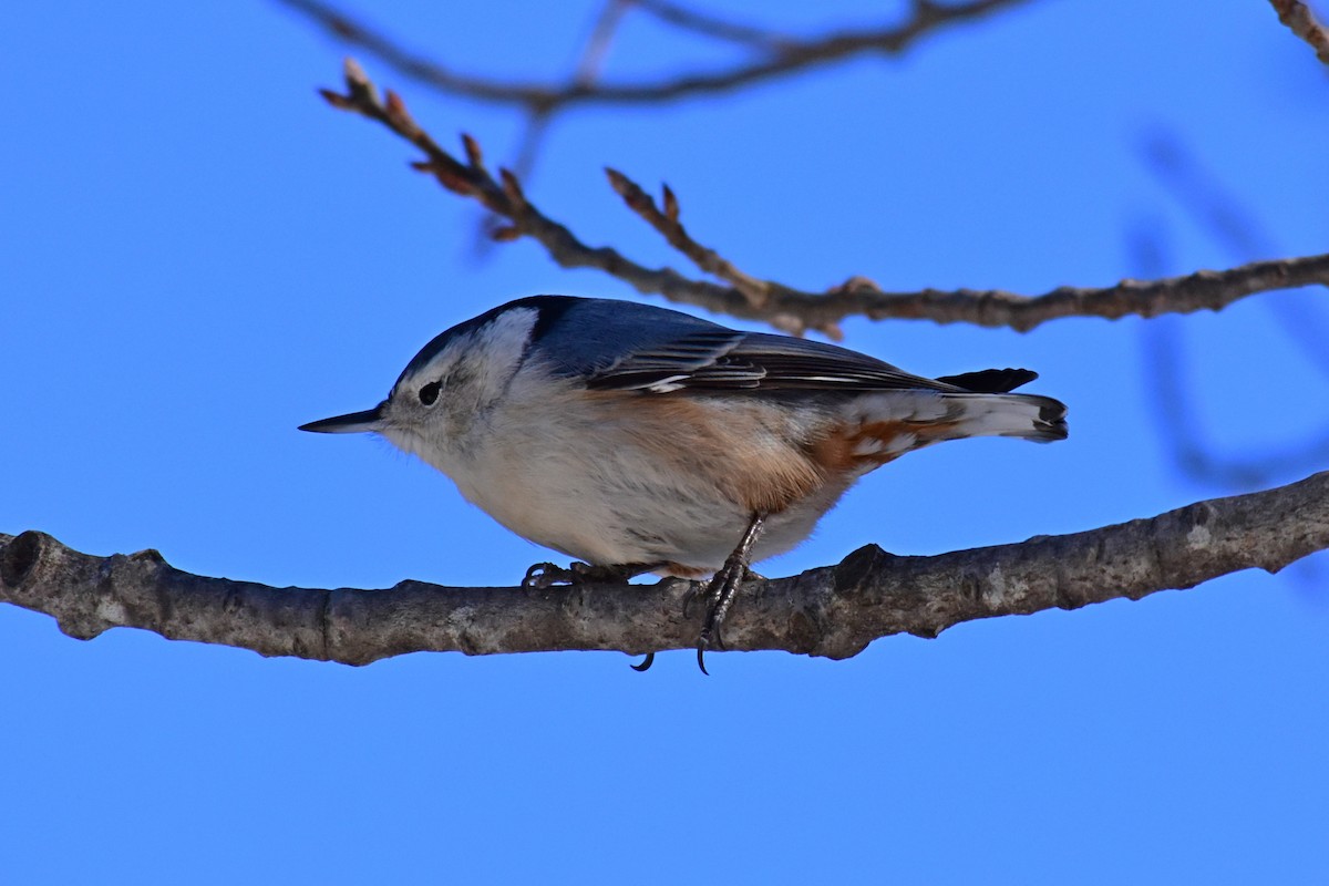 White-breasted Nuthatch - ML141672211