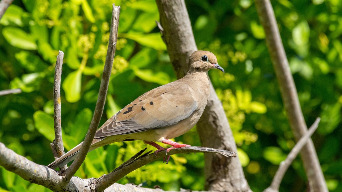 Mourning Dove - Kyle Matera
