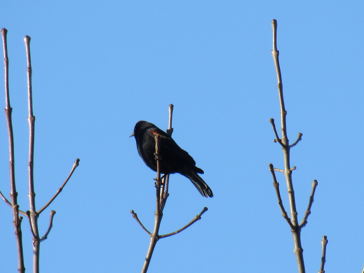 Red-winged Blackbird - John Coyle