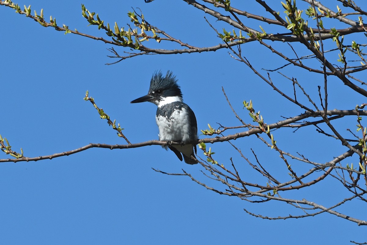 Belted Kingfisher - Mike Gragg