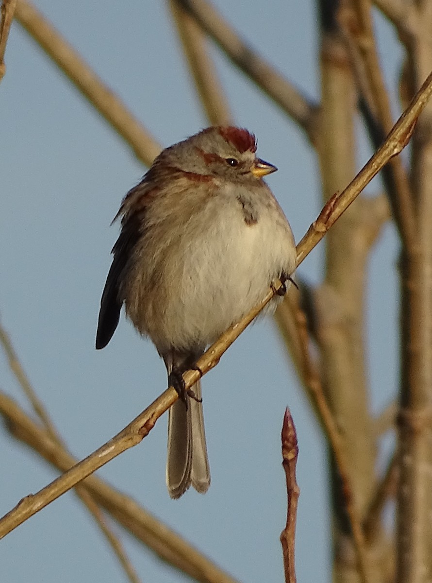 American Tree Sparrow - Jim Sweeney