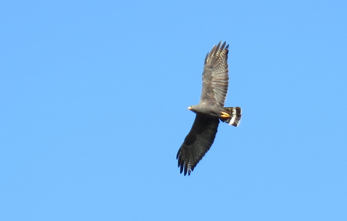 Zone-tailed Hawk - Oliver  Komar