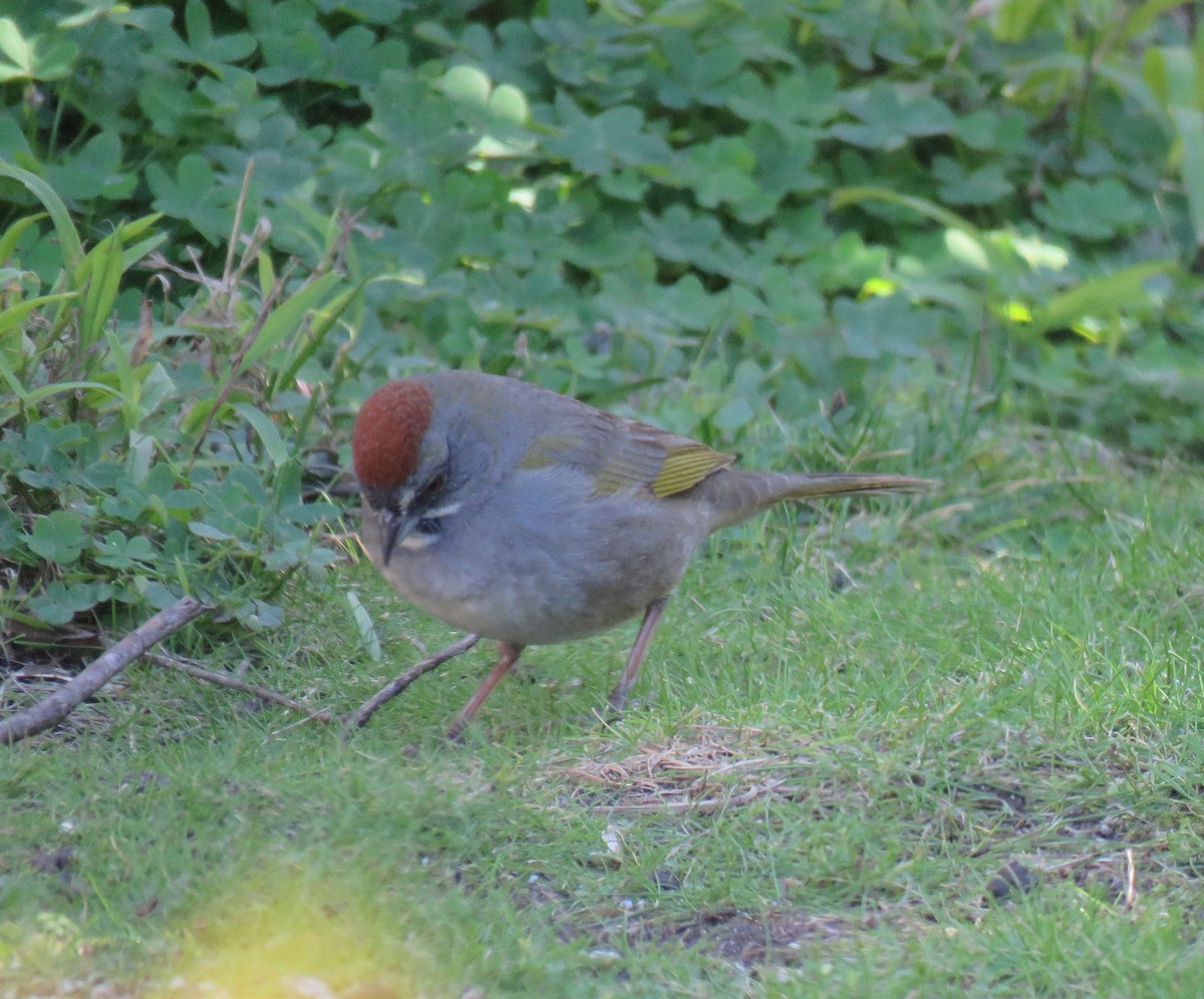 Green-tailed Towhee - Chris O'Connell