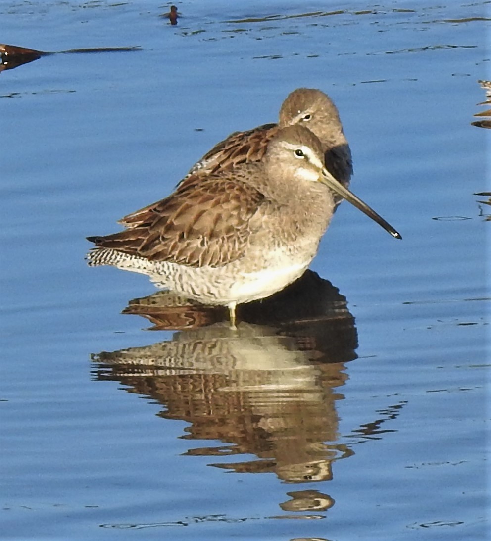 Long-billed Dowitcher - ML141674011