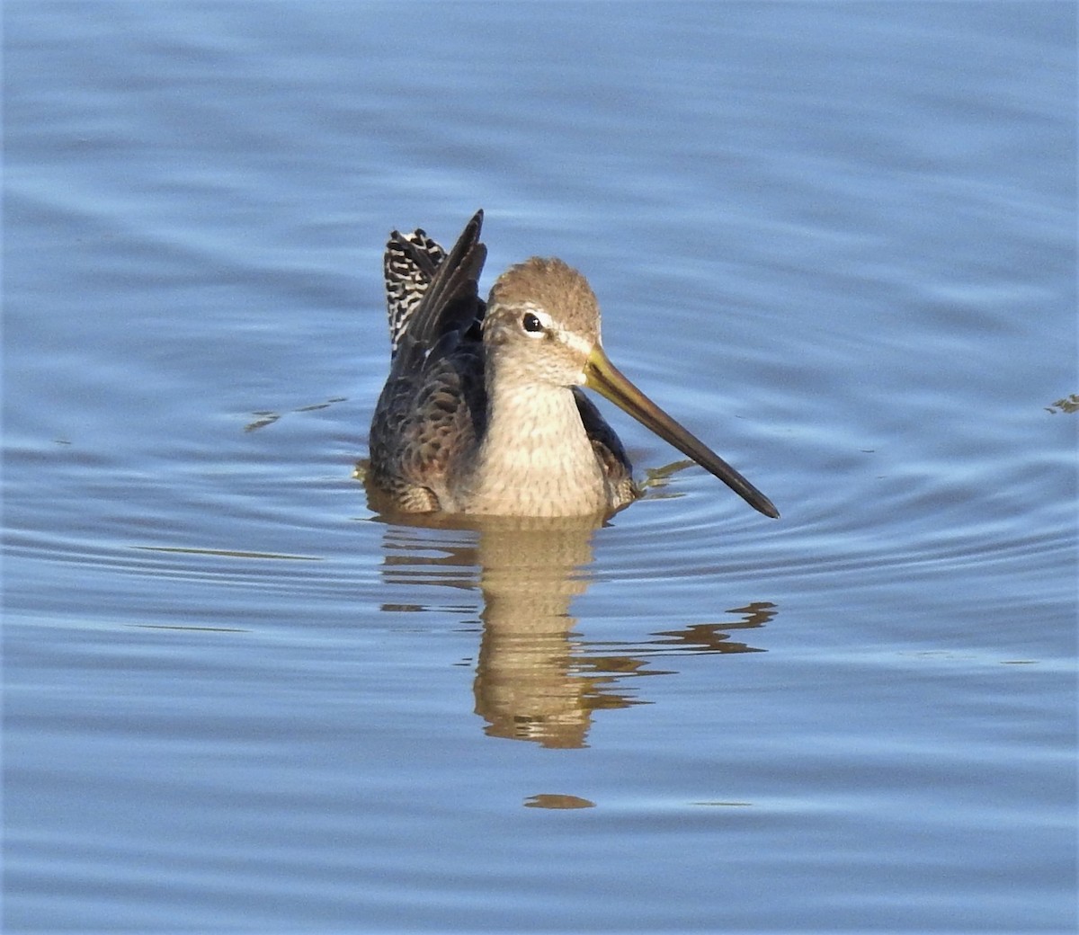 Long-billed Dowitcher - ML141674021