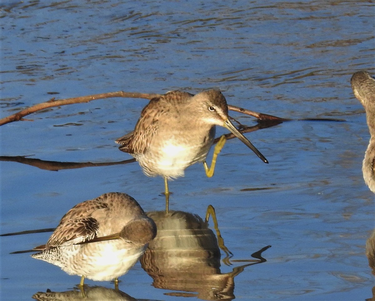 Long-billed Dowitcher - ML141674031