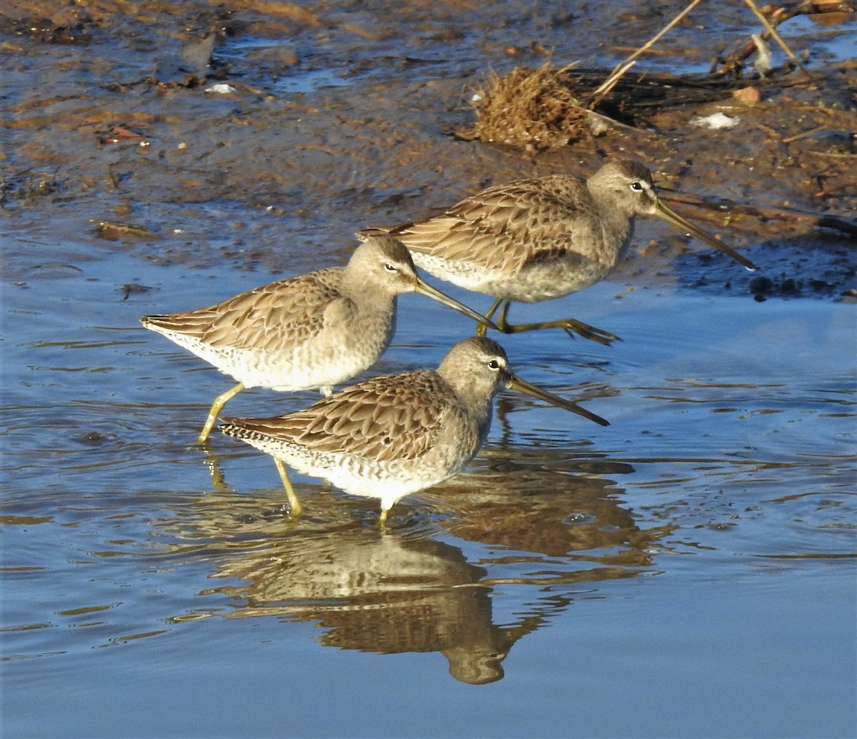 Long-billed Dowitcher - ML141674041