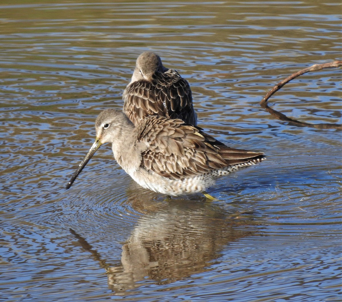 Long-billed Dowitcher - ML141674081