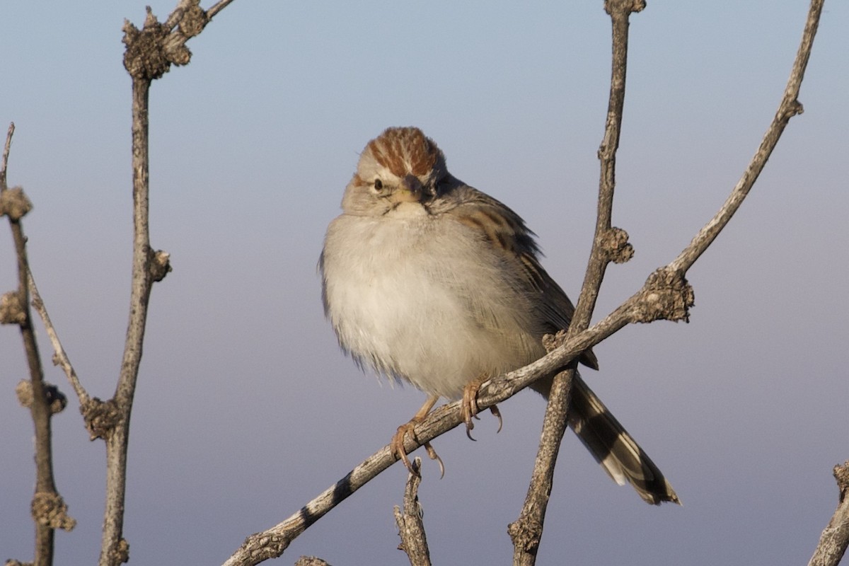Rufous-winged Sparrow - ML141674151