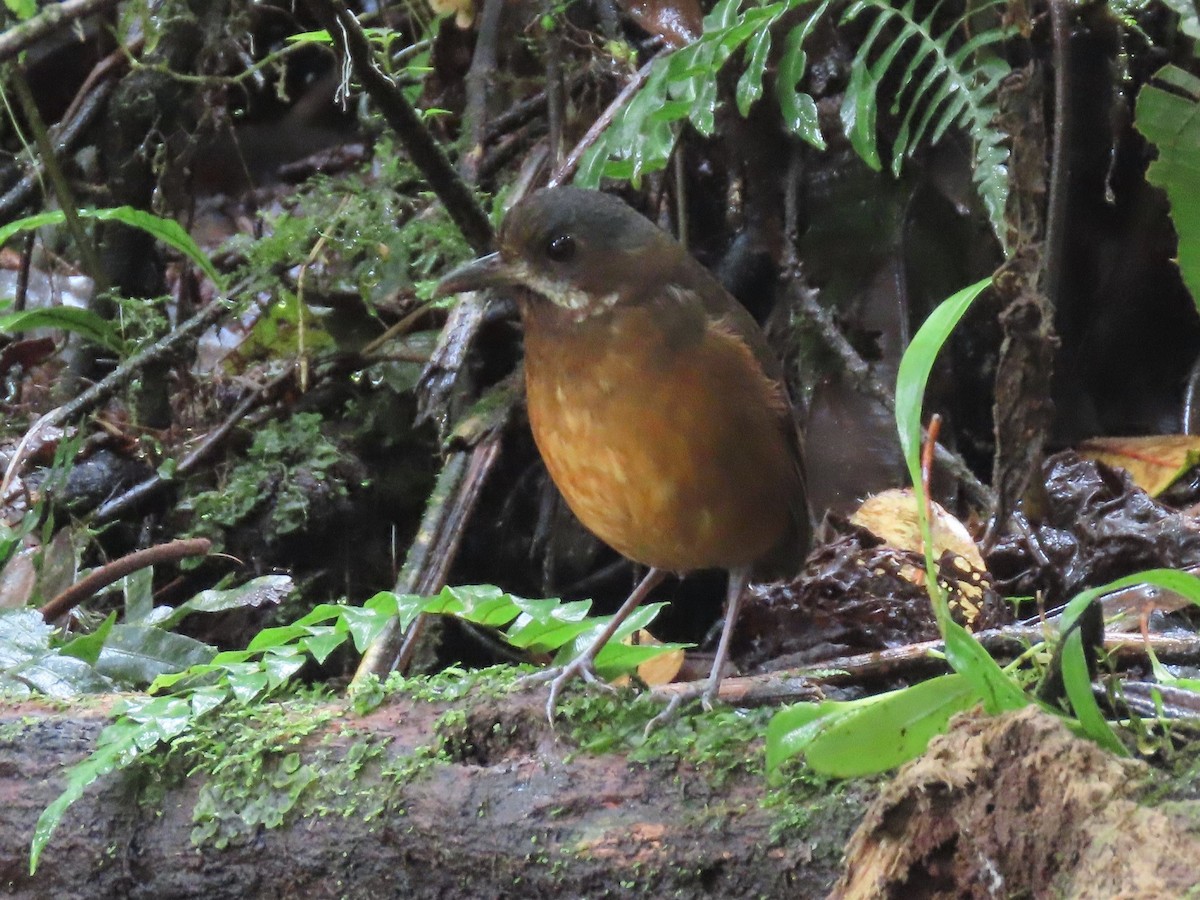Moustached Antpitta - ML141674341