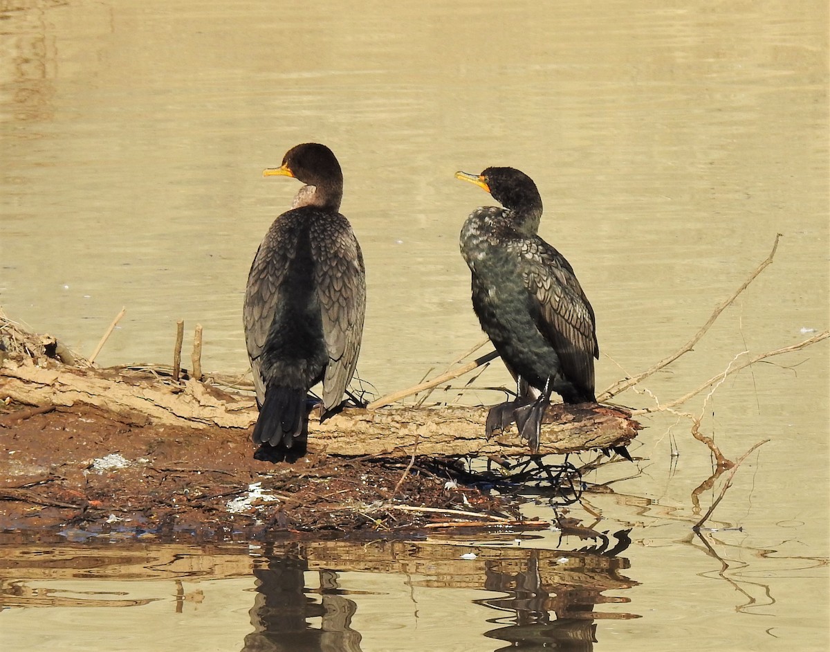 Double-crested Cormorant - Bill Pelletier