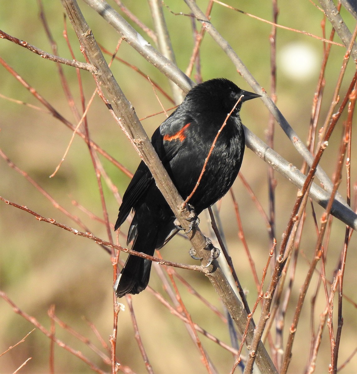 Red-winged Blackbird - Bill Pelletier