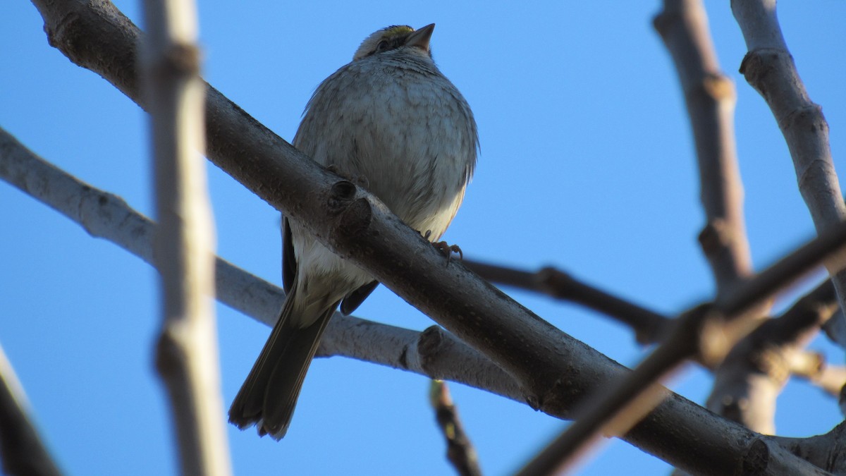 White-throated Sparrow - Enrique Zamora