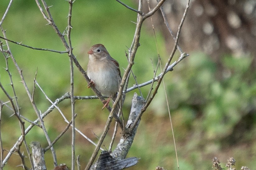 Field Sparrow - Jon Martindale