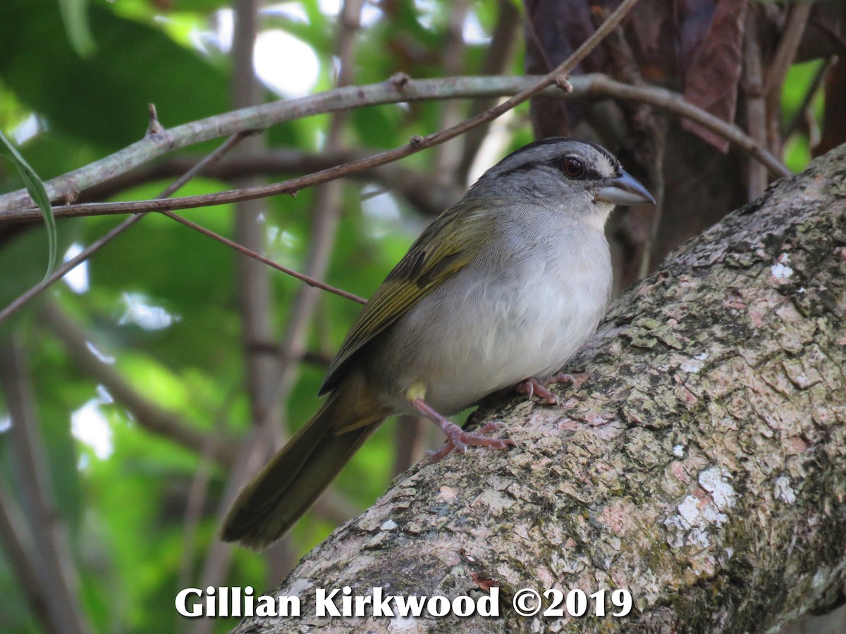 Green-backed Sparrow - Gillian Kirkwood