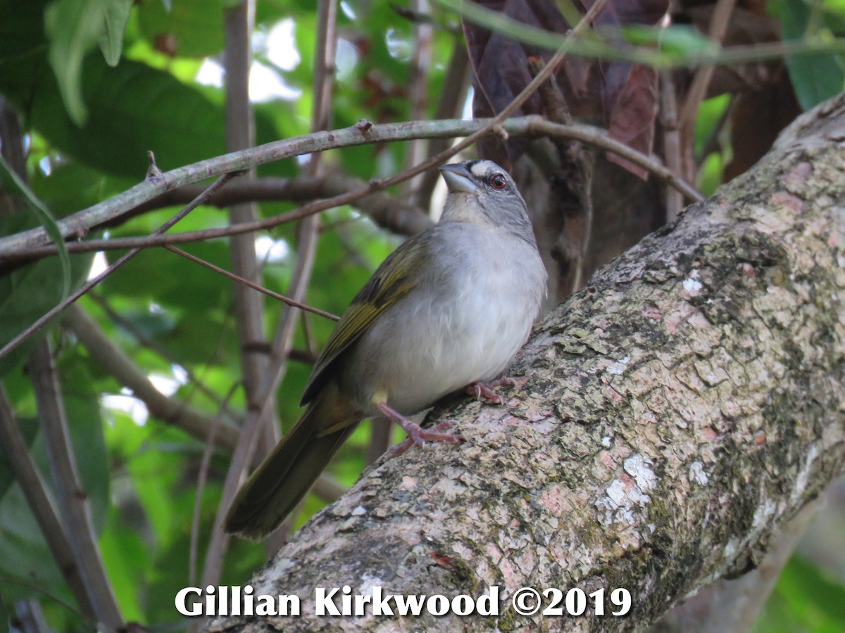 Green-backed Sparrow - Gillian Kirkwood