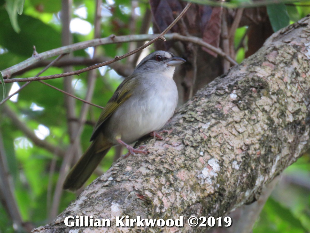 Green-backed Sparrow - ML141676261