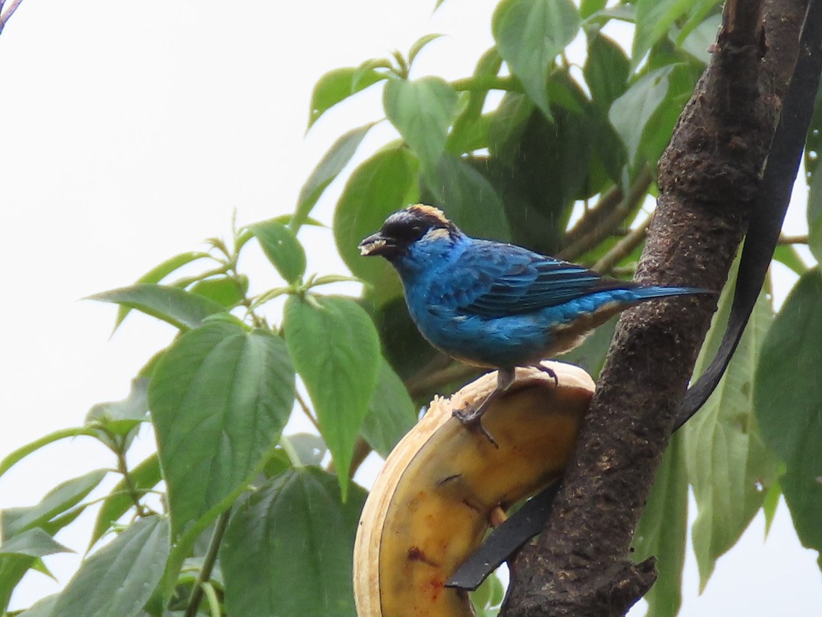 Golden-naped Tanager - ML141676271