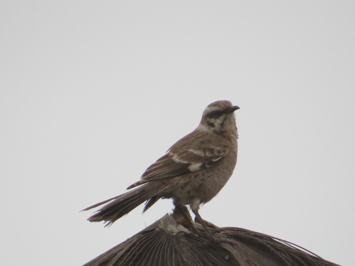 Long-tailed Mockingbird - Ann Truesdale