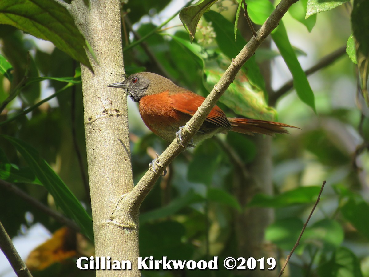 Rufous-breasted Spinetail - ML141676321