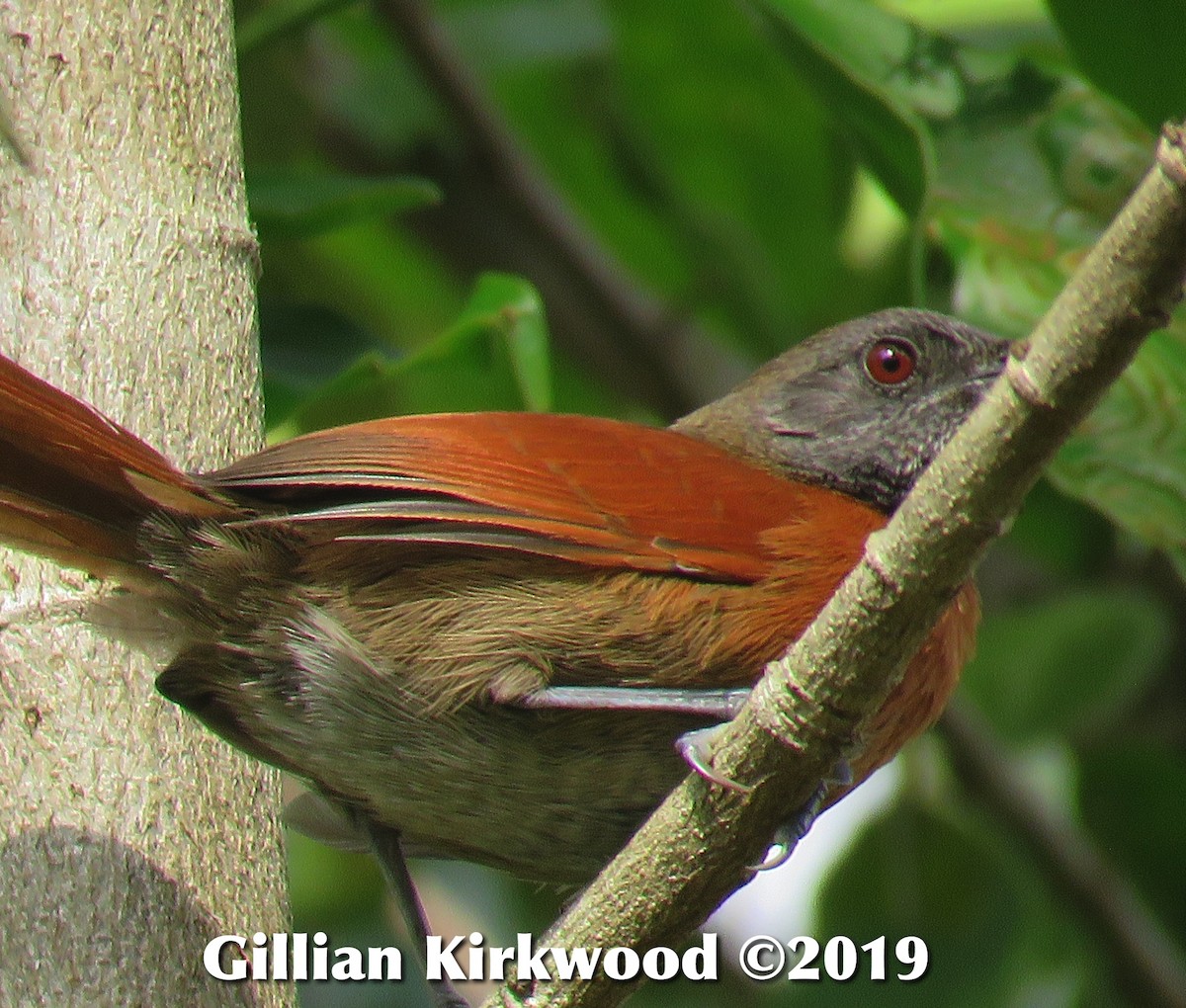 Rufous-breasted Spinetail - ML141676331