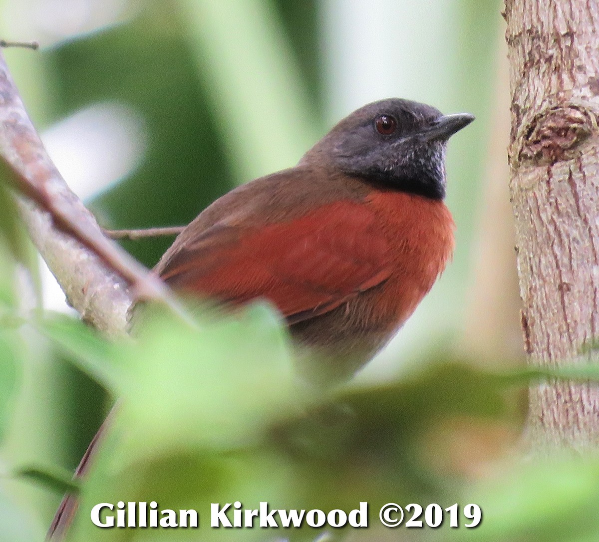 Rufous-breasted Spinetail - Gillian Kirkwood