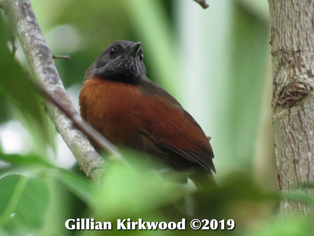 Rufous-breasted Spinetail - ML141676441
