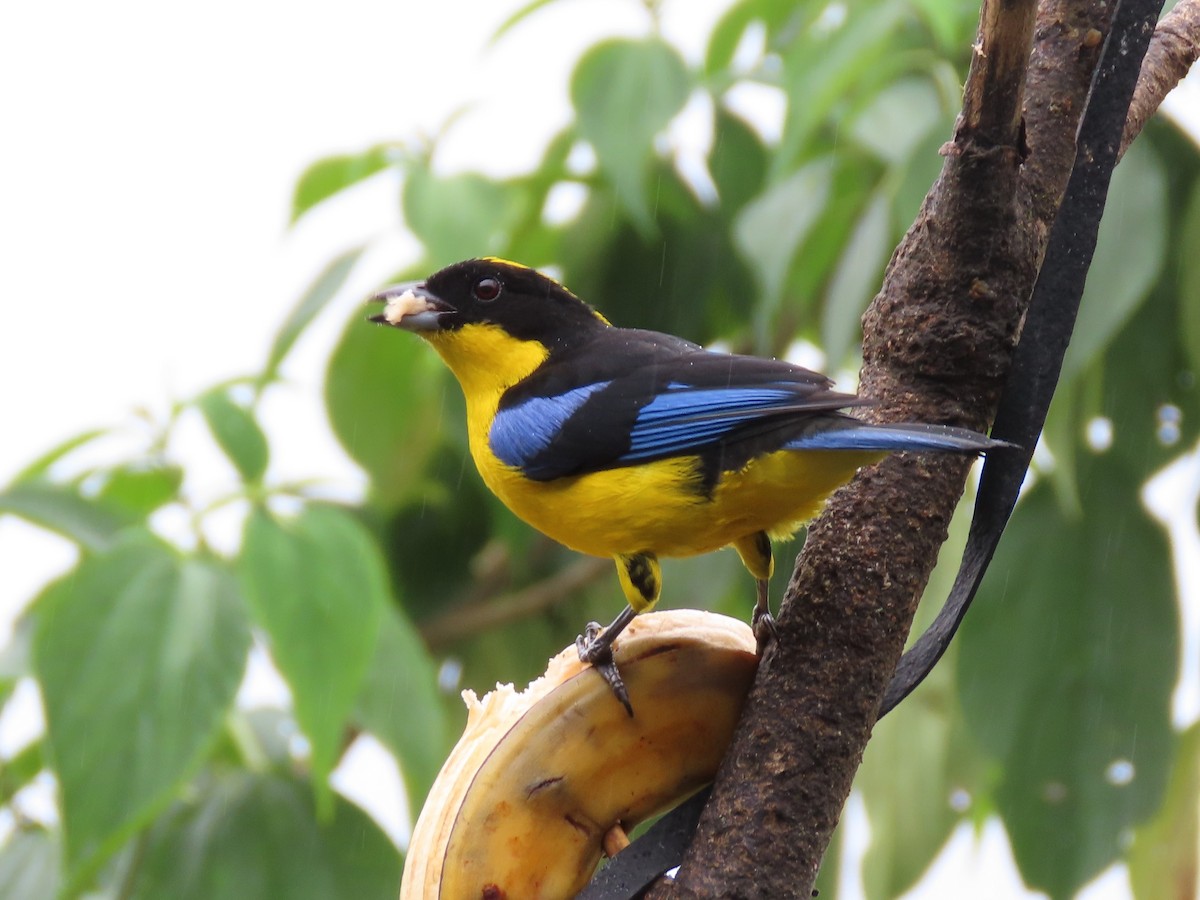 Blue-winged Mountain Tanager - ML141676631