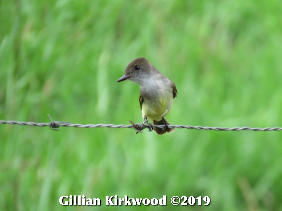 Dusky-capped Flycatcher - Gillian Kirkwood